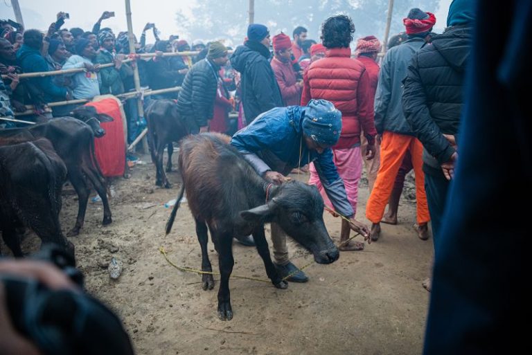 A mass animal sacrifice festival is underway in Nepal. Activists say it needs to stop