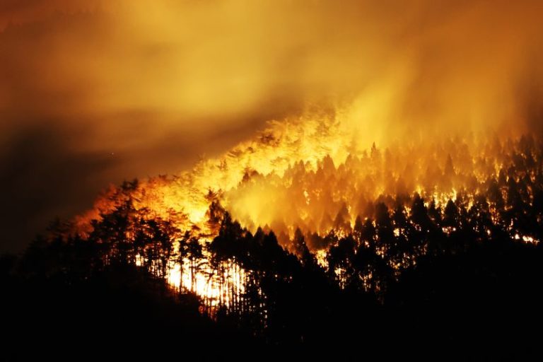 Japan fights forest fire that has forced 1,200 people to evacuate